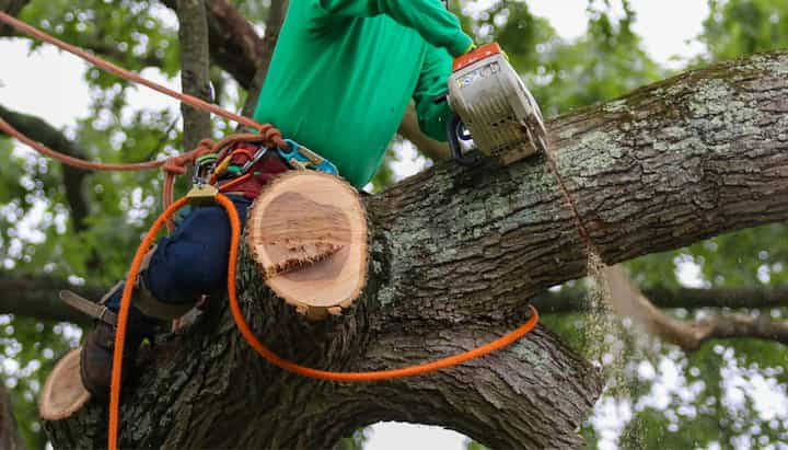 charlotte tree removal