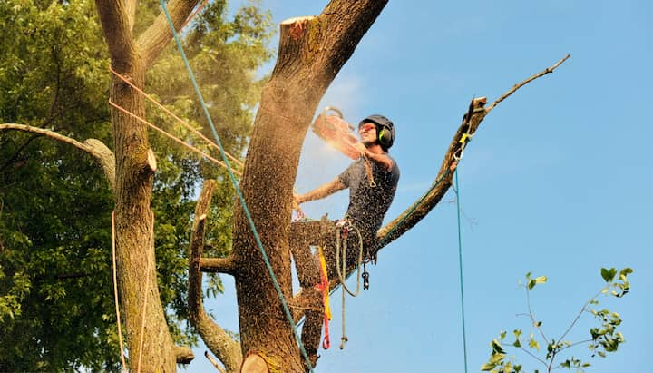 charlotte tree removal