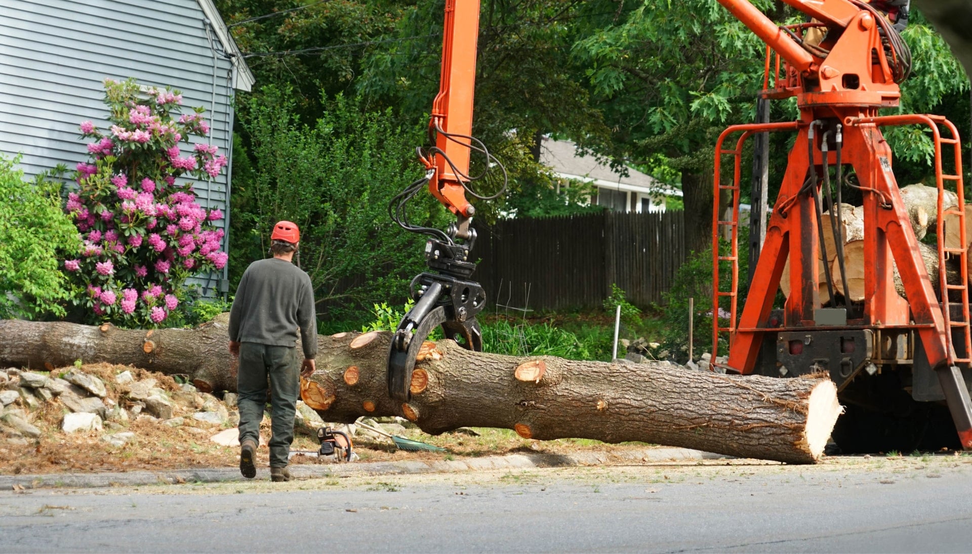 charlotte tree removal