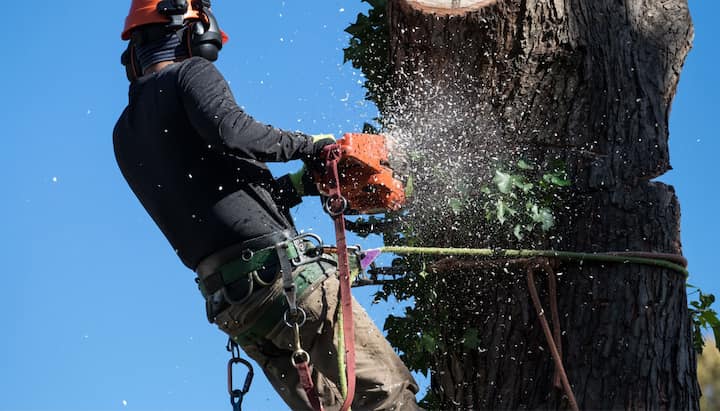 charlotte tree removal